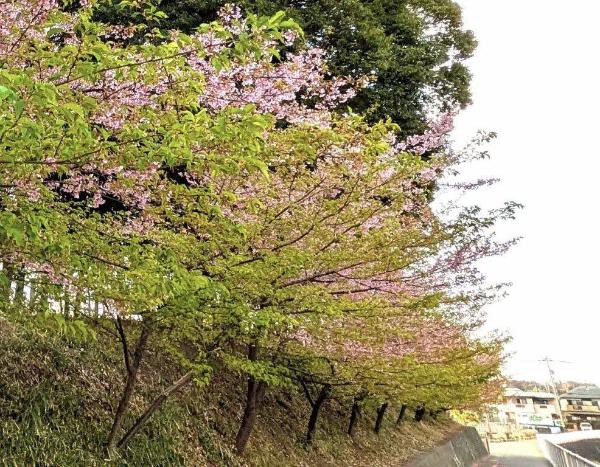 葉桜の河津桜