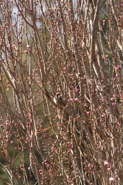 スズメと花蕾