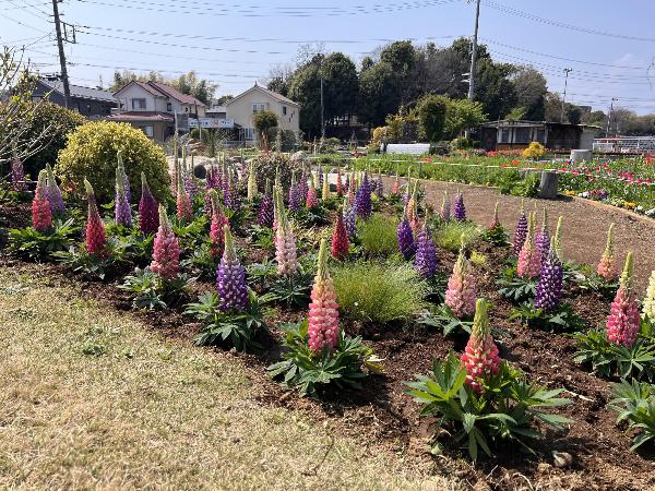 ルピナスの花の様子