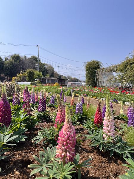 ルピナスの花の様子