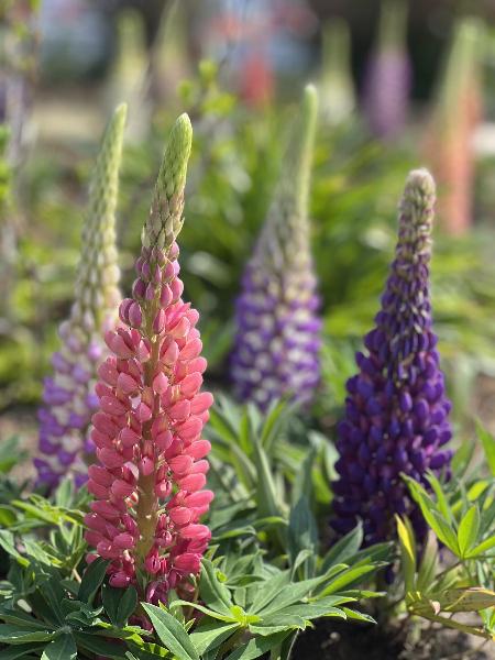 ルピナスの花の様子