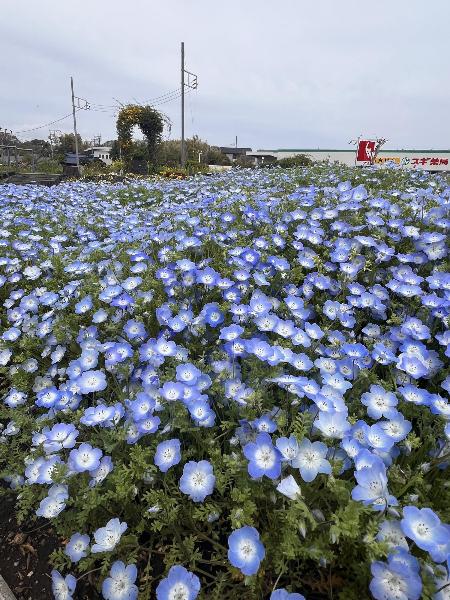 陽だまり公園のネモフィラ