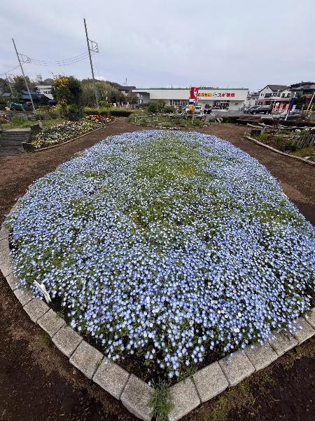 陽だまり公園のネモフィラ