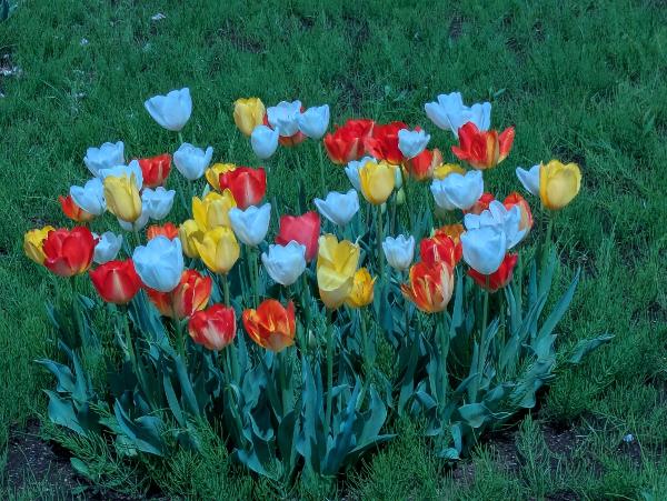 深谷中央2号公園の色とりどりのチューリップ