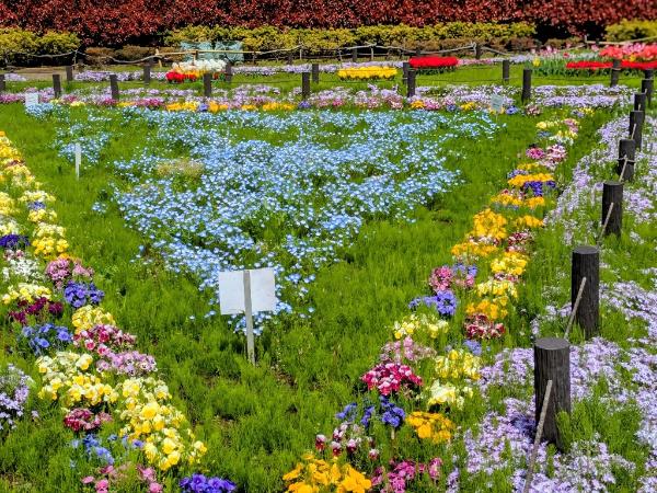 深谷中央2号公園の花々