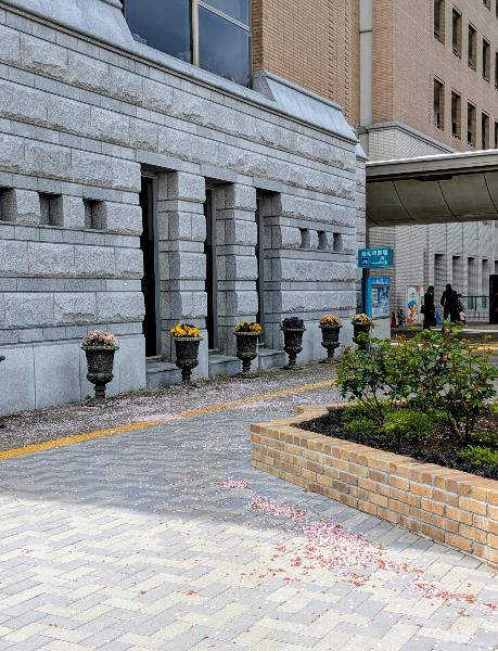 綾瀬市役所の桜の花びら