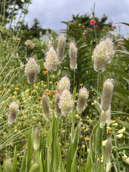 ケイトウと思われる花
