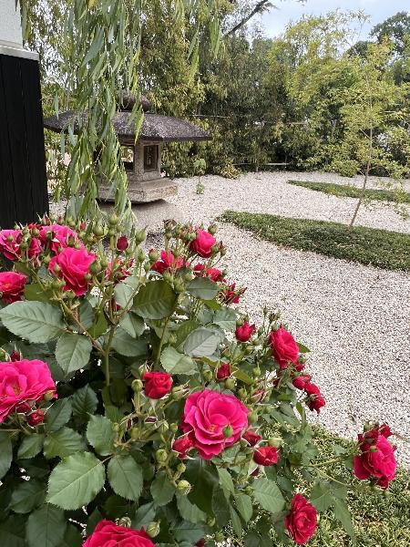 ローズガーデン内の花
