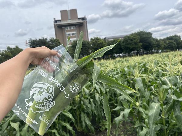 トウモロコシ畑と菜速あやせコーン