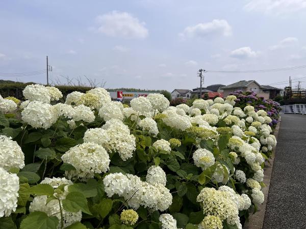 白いアジサイ