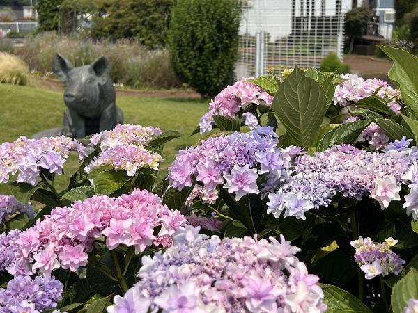 薄紫色のアジサイ