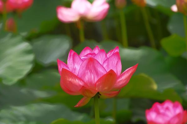 ハスの花