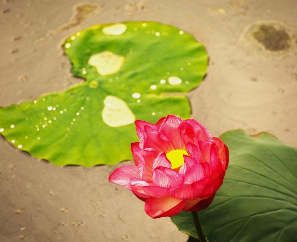 ハスの花