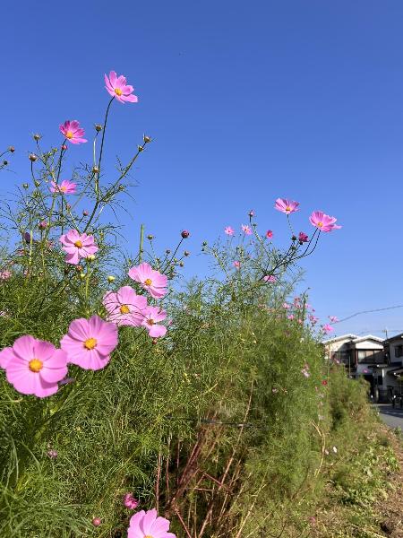 秋桜