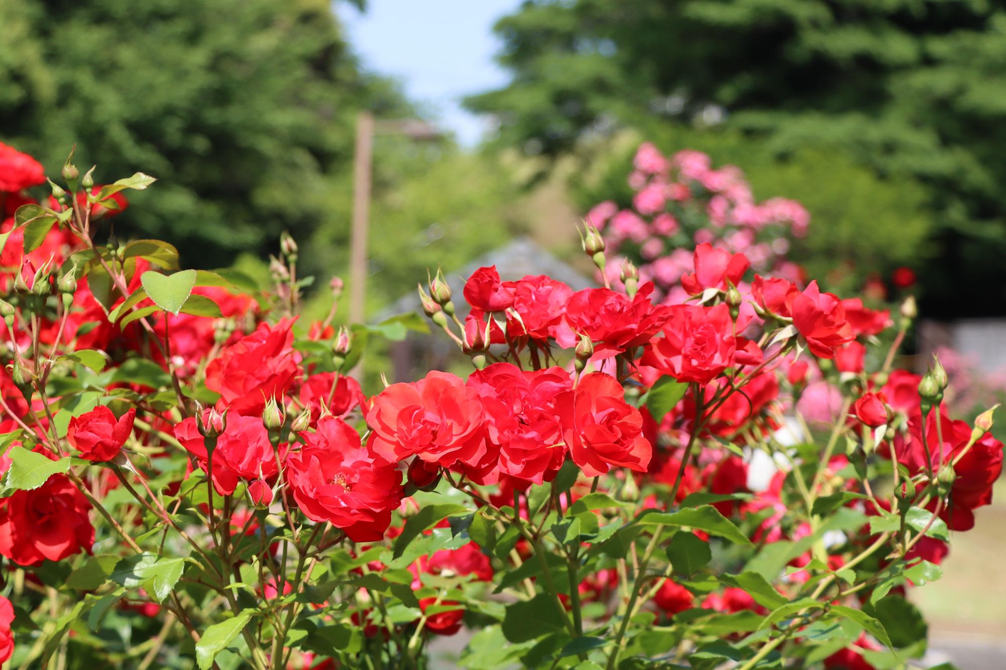城山公園花木園の春バラ