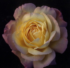 花びらが中央部は白、外側が薄いピンク色のバラの花の写真