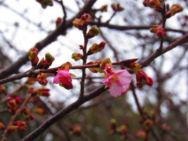 開花している河津桜の写真