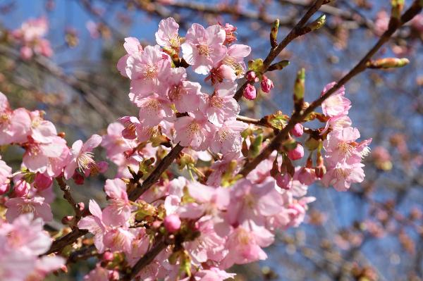 河津桜が開花している様子