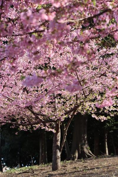 深谷森林公園の河津桜の写真