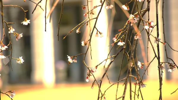 三春の滝桜の様子
