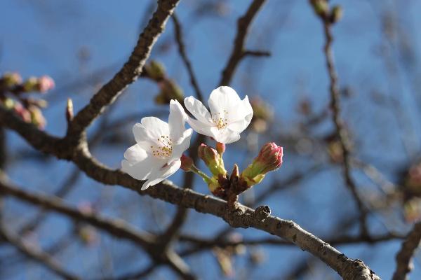 落合地区で撮影した桜の様子