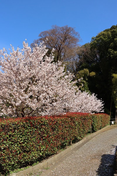 花木園の桜