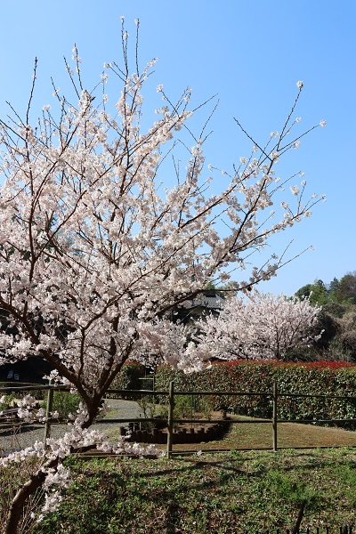 花木園の桜の様子