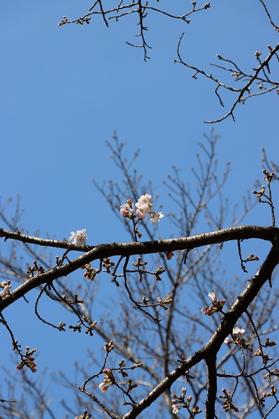 桜の広場のソメイヨシノ