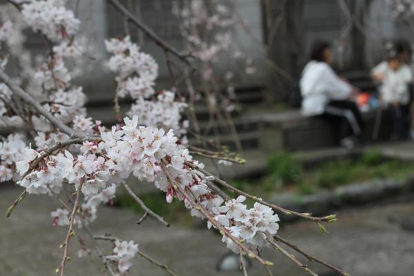 市役所中庭の枝垂れ桜の様子