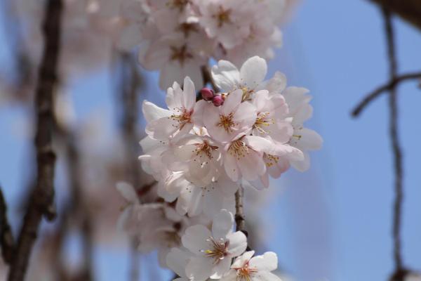 市役所中庭の枝垂れ桜の様子