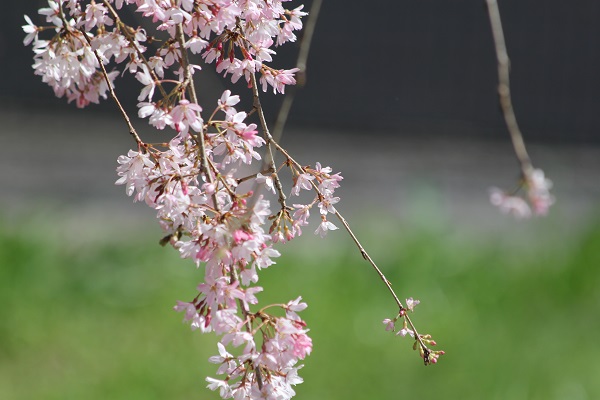 桜の木の様子