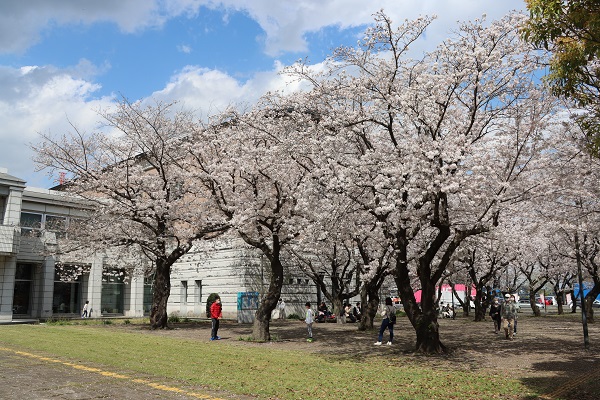 市役所の桜の様子