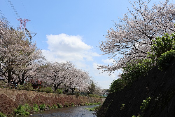 綾南公園の桜の様子