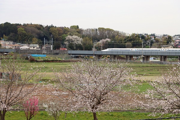 桜と新幹線の様子