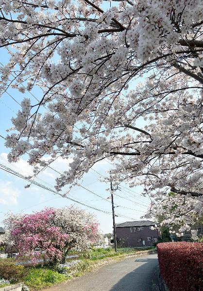 春爛漫を感じさせる枝垂桜とソメイヨシノ