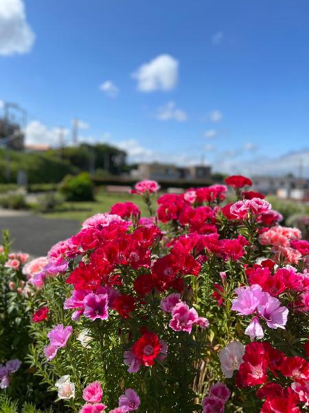 深谷中央2号公園に咲いたゴデチアの写真