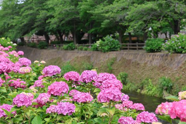 綾南公園に咲くアジサイの写真