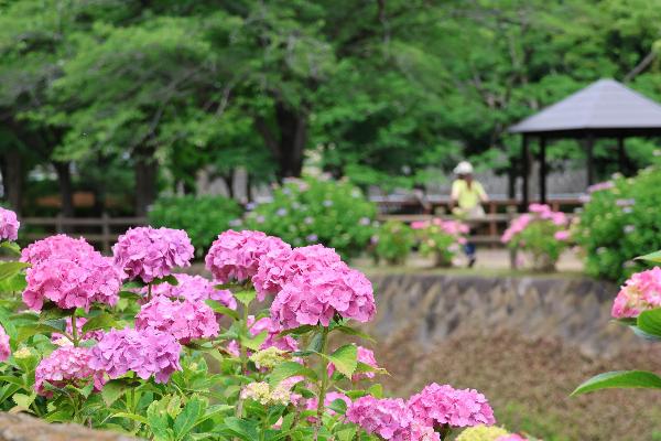 綾南公園に咲くアジサイの写真