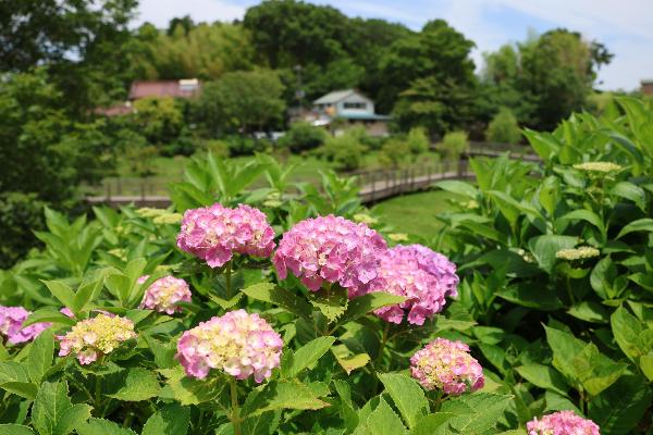 蟹ヶ谷公園に咲くアジサイの写真