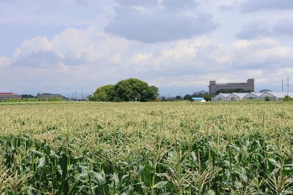 綾瀬市のトウモロコシ畑の写真