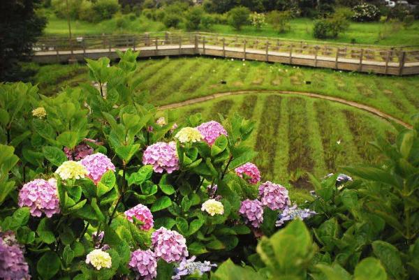 蟹ヶ谷公園に咲くアジサイの写真
