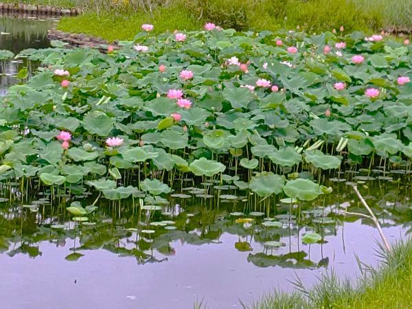 蟹ヶ谷公園に咲くハスの写真