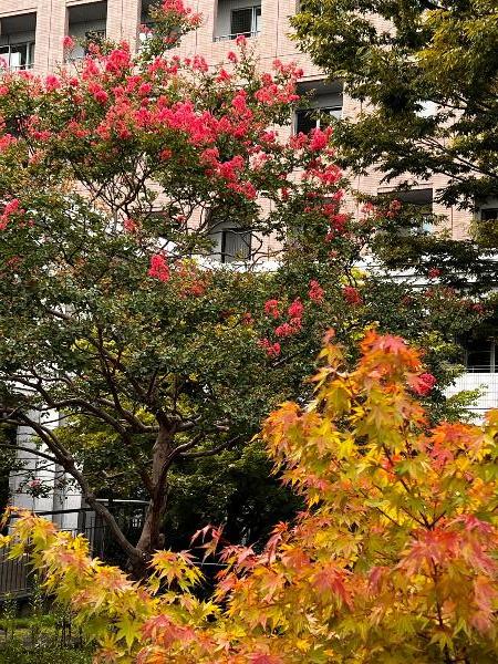 綾瀬市役所中庭のサルスベリの花の写真