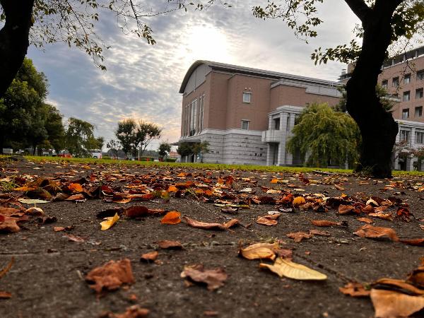落ち葉のじゅうたんが敷かれた綾瀬市役所中庭の写真
