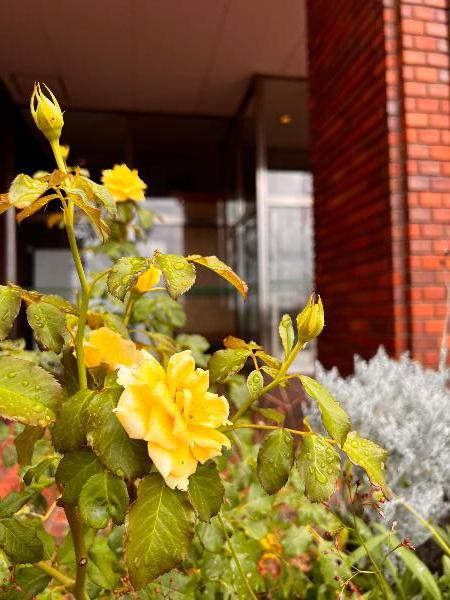 綾瀬市オーエンス文化会館の黄色いバラの写真