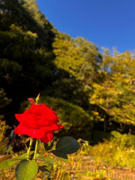 城山公園のバラの写真
