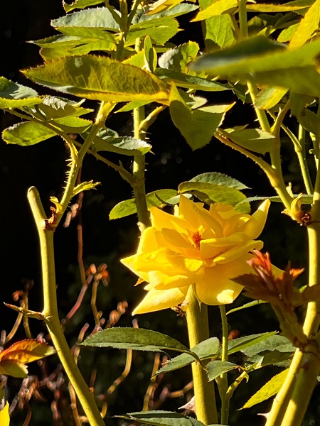 城山公園のバラの写真