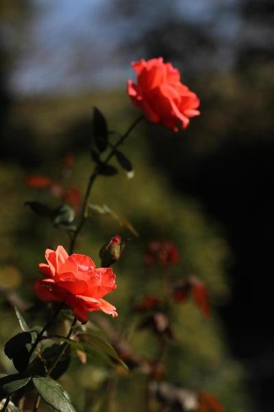 城山公園に咲くバラの写真