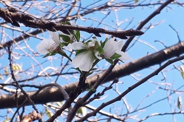 風の公園に咲く十月桜の写真