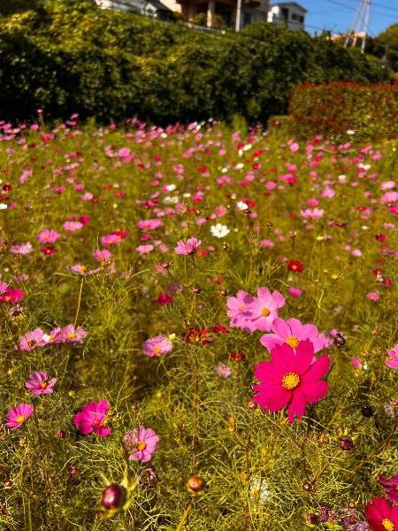 深谷中央2号公園に咲くコスモスの写真